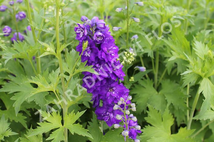 Ostrožka 'Jupiter Purple' - Delphinium x cultorum 'Jupiter Purple'