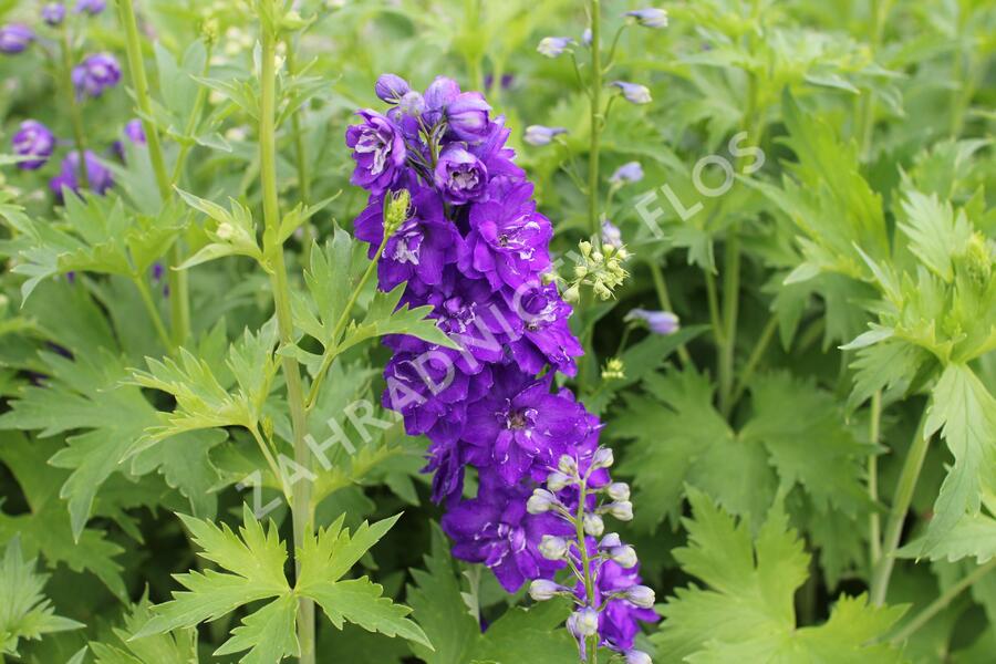 Ostrožka 'Jupiter Purple' - Delphinium x cultorum 'Jupiter Purple'