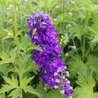 Ostrožka 'Jupiter Purple' - Delphinium x cultorum 'Jupiter Purple'