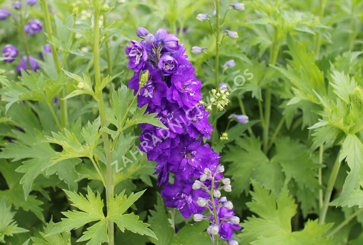 Ostrožka 'Jupiter Purple' - Delphinium x cultorum 'Jupiter Purple'