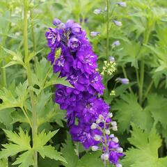 Ostrožka 'Jupiter Purple' - Delphinium x cultorum 'Jupiter Purple'