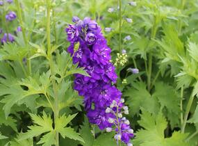 Ostrožka 'Jupiter Purple' - Delphinium x cultorum 'Jupiter Purple'