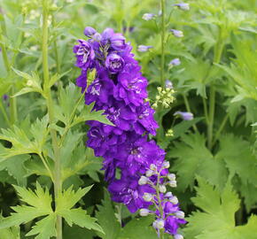 Ostrožka 'Jupiter Purple' - Delphinium x cultorum 'Jupiter Purple'