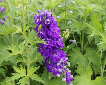 Ostrožka 'Jupiter Purple'