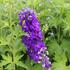 Delphinium x cultorum 'Jupiter Purple'_01.JPG