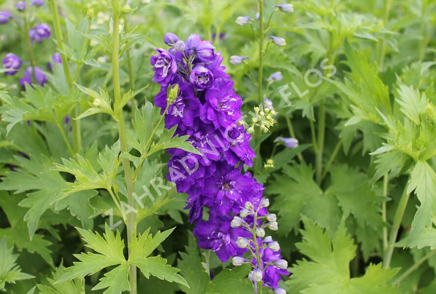 Ostrožka 'Jupiter Purple' - Delphinium x cultorum 'Jupiter Purple'