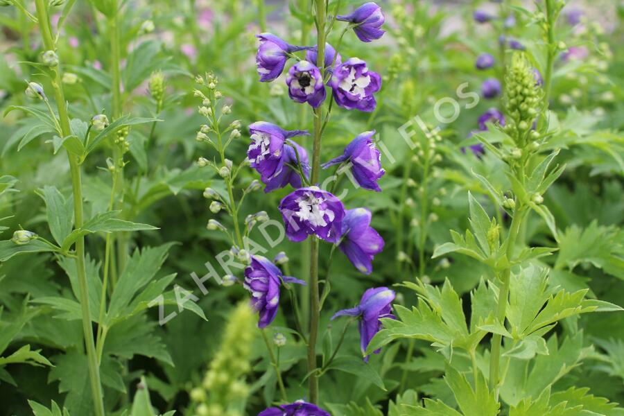 Ostrožka 'Jupiter Purple' - Delphinium x cultorum 'Jupiter Purple'