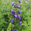 Ostrožka 'Jupiter Purple' - Delphinium x cultorum 'Jupiter Purple'