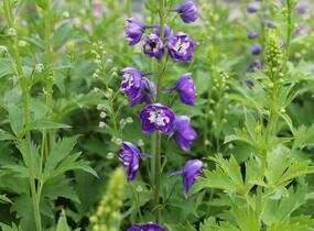 Ostrožka 'Jupiter Purple' - Delphinium x cultorum 'Jupiter Purple'