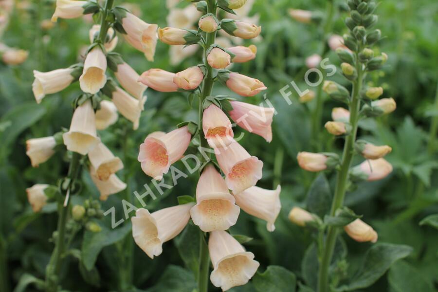 Náprstník červený 'Pollux Peach' - Digitalis purpurea 'Pollux Peach'
