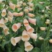 Náprstník červený 'Pollux Peach' - Digitalis purpurea 'Pollux Peach'