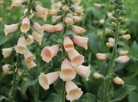 Náprstník červený 'Pollux Peach' - Digitalis purpurea 'Pollux Peach'