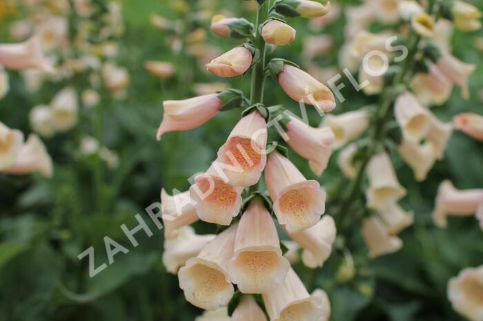 Náprstník červený 'Pollux Peach' - Digitalis purpurea 'Pollux Peach'
