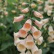 Náprstník červený 'Pollux Peach' - Digitalis purpurea 'Pollux Peach'