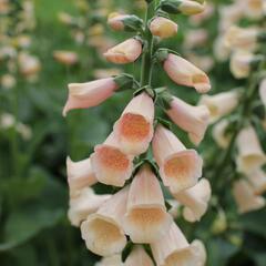 Náprstník červený 'Pollux Peach' - Digitalis purpurea 'Pollux Peach'
