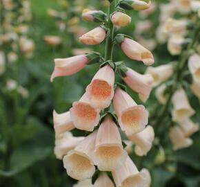 Náprstník červený 'Pollux Peach' - Digitalis purpurea 'Pollux Peach'
