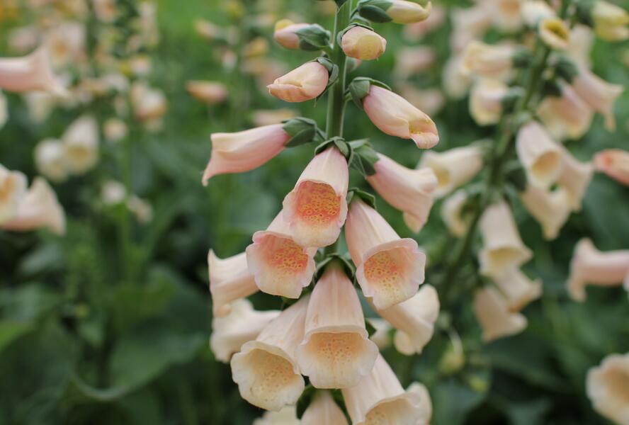 Náprstník červený 'Pollux Peach' - Digitalis purpurea 'Pollux Peach'