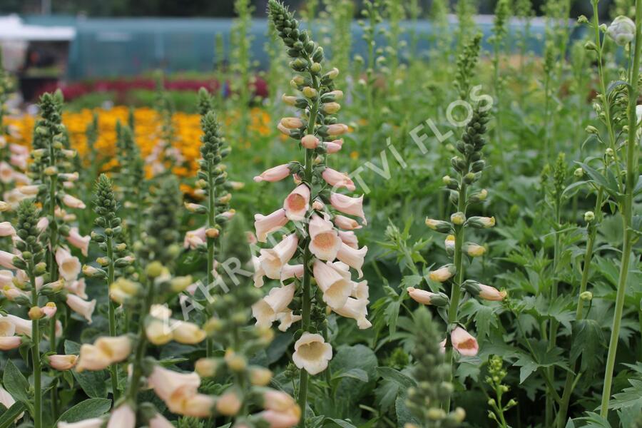 Náprstník červený 'Pollux Peach' - Digitalis purpurea 'Pollux Peach'