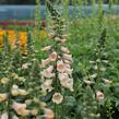 Náprstník červený 'Pollux Peach' - Digitalis purpurea 'Pollux Peach'