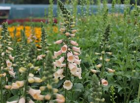 Náprstník červený 'Pollux Peach' - Digitalis purpurea 'Pollux Peach'