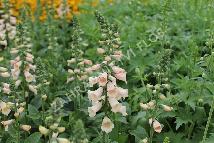 Náprstník červený 'Pollux Peach' - Digitalis purpurea 'Pollux Peach'