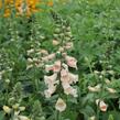 Náprstník červený 'Pollux Peach' - Digitalis purpurea 'Pollux Peach'