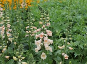 Náprstník červený 'Pollux Peach' - Digitalis purpurea 'Pollux Peach'