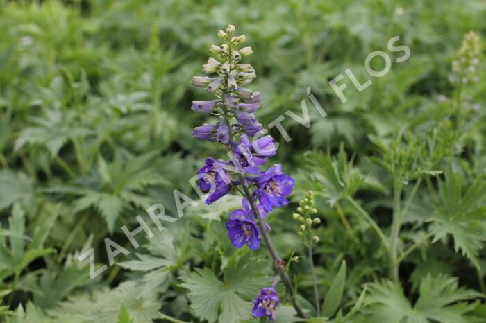 Ostrožka 'Dark Blue/Dark Bee' - Delphinium Magic Fountain 'Dark Blue/Dark Bee'
