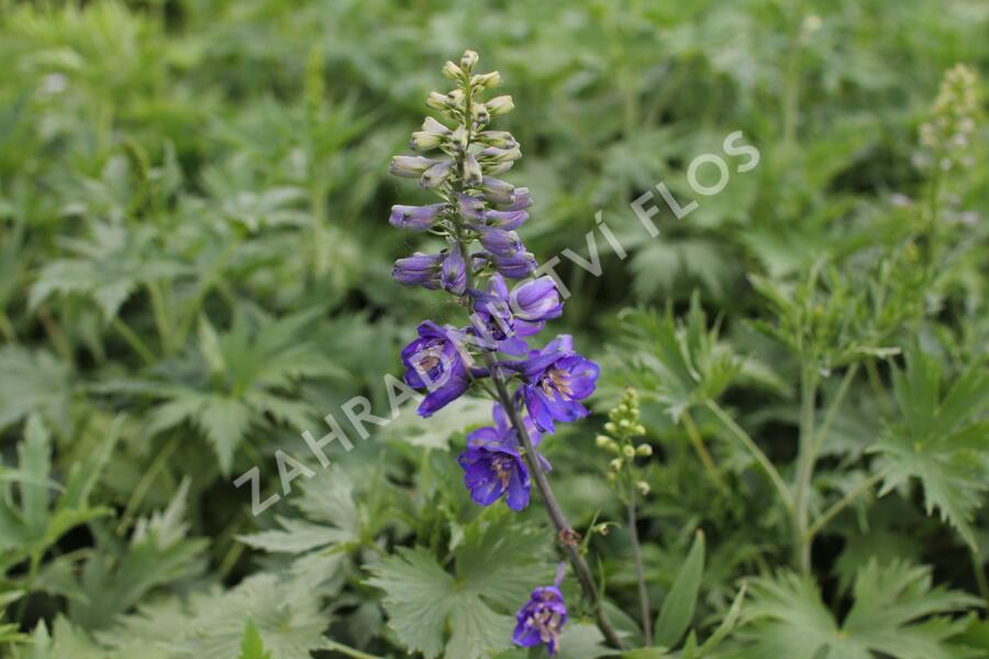 Ostrožka 'Dark Blue/Dark Bee' - Delphinium Magic Fountain 'Dark Blue/Dark Bee'