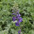 Ostrožka 'Dark Blue/Dark Bee' - Delphinium Magic Fountain 'Dark Blue/Dark Bee'