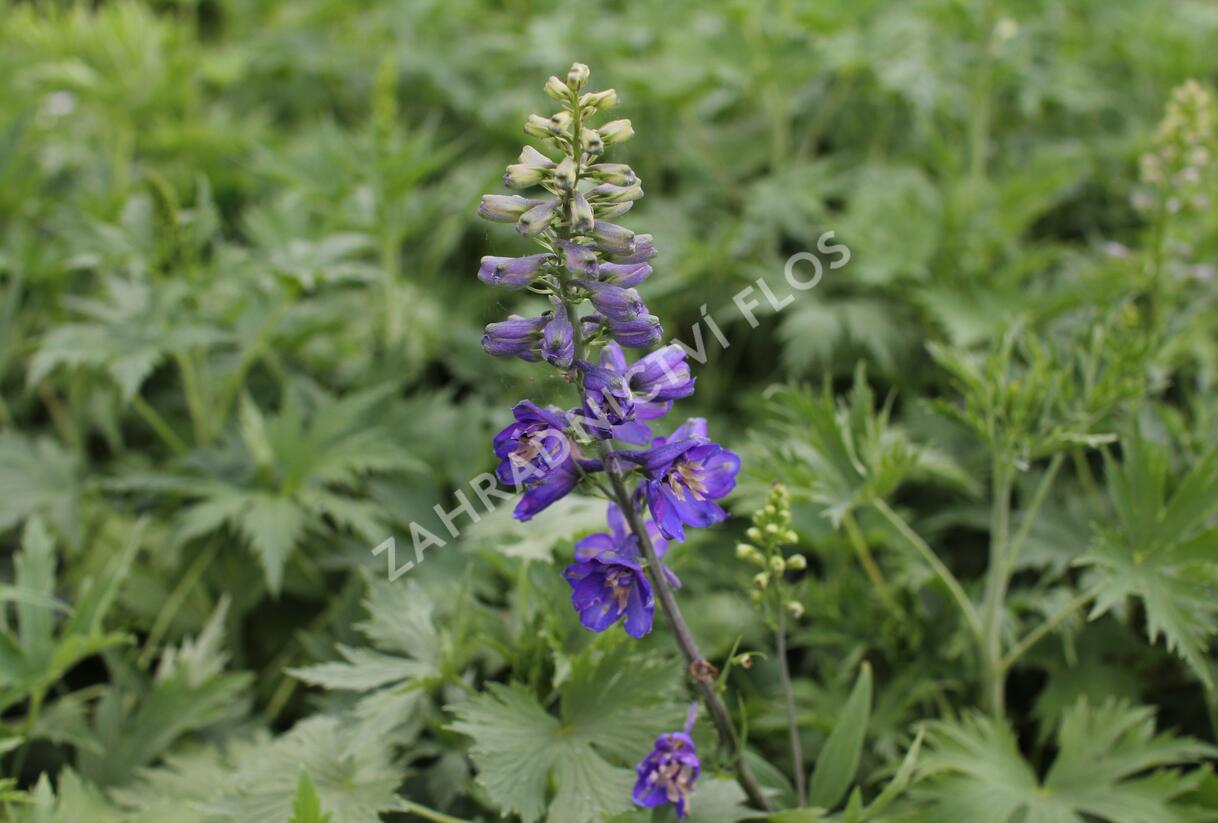 Ostrožka 'Dark Blue/Dark Bee' - Delphinium Magic Fountain 'Dark Blue/Dark Bee'