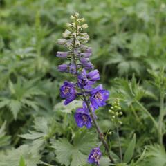 Ostrožka 'Dark Blue/Dark Bee' - Delphinium Magic Fountain 'Dark Blue/Dark Bee'