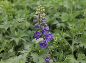 Ostrožka 'Dark Blue/Dark Bee' - Delphinium Magic Fountain 'Dark Blue/Dark Bee'