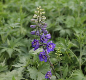 Ostrožka 'Dark Blue/Dark Bee' - Delphinium Magic Fountain 'Dark Blue/Dark Bee'