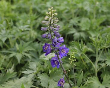 Ostrožka 'Dark Blue/Dark Bee'