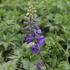 Delphinium Magic Fountain 'Dark Blue:Dark Bee'.JPG