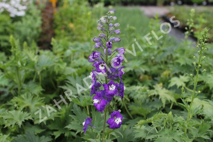 Ostrožka 'Dark Blue/White Bee' - Delphinium Magic Fountain 'Dark Blue/White Bee'