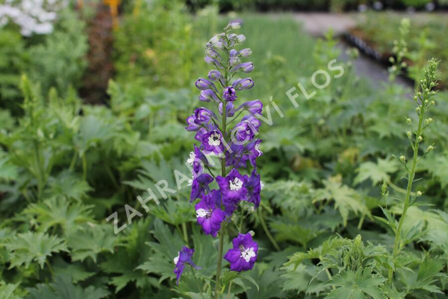 Ostrožka 'Dark Blue/White Bee' - Delphinium Magic Fountain 'Dark Blue/White Bee'
