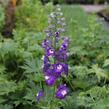 Ostrožka 'Dark Blue/White Bee' - Delphinium Magic Fountain 'Dark Blue/White Bee'