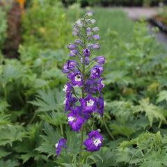 Ostrožka 'Dark Blue/White Bee' - Delphinium Magic Fountain 'Dark Blue/White Bee'