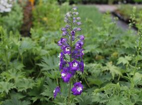Ostrožka 'Dark Blue/White Bee' - Delphinium Magic Fountain 'Dark Blue/White Bee'