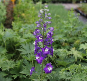 Ostrožka 'Dark Blue/White Bee' - Delphinium Magic Fountain 'Dark Blue/White Bee'