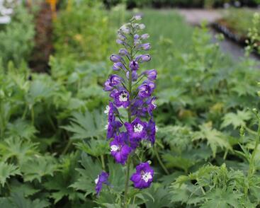 Ostrožka 'Dark Blue/White Bee'