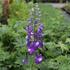 Delphinium Magic Fountain 'Dark Blue:White Bee'.JPG