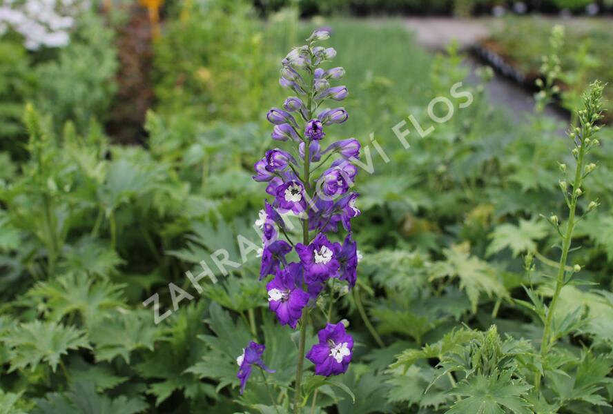 Ostrožka 'Dark Blue/White Bee' - Delphinium Magic Fountain 'Dark Blue/White Bee'