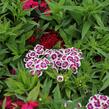 Hvozdík vousatý 'Barbarini Formula Mix' - Dianthus barbatus 'Barbarini Formula Mix'