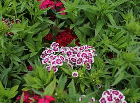 Hvozdík vousatý 'Barbarini Formula Mix' - Dianthus barbatus 'Barbarini Formula Mix'