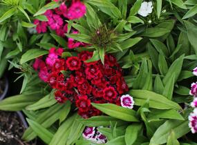 Hvozdík vousatý 'Barbarini Formula Mix' - Dianthus barbatus 'Barbarini Formula Mix'