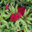 Hvozdík vousatý 'Barbarini Formula Mix' - Dianthus barbatus 'Barbarini Formula Mix'