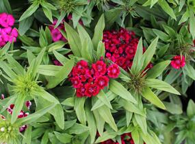Hvozdík vousatý 'Barbarini Formula Mix' - Dianthus barbatus 'Barbarini Formula Mix'